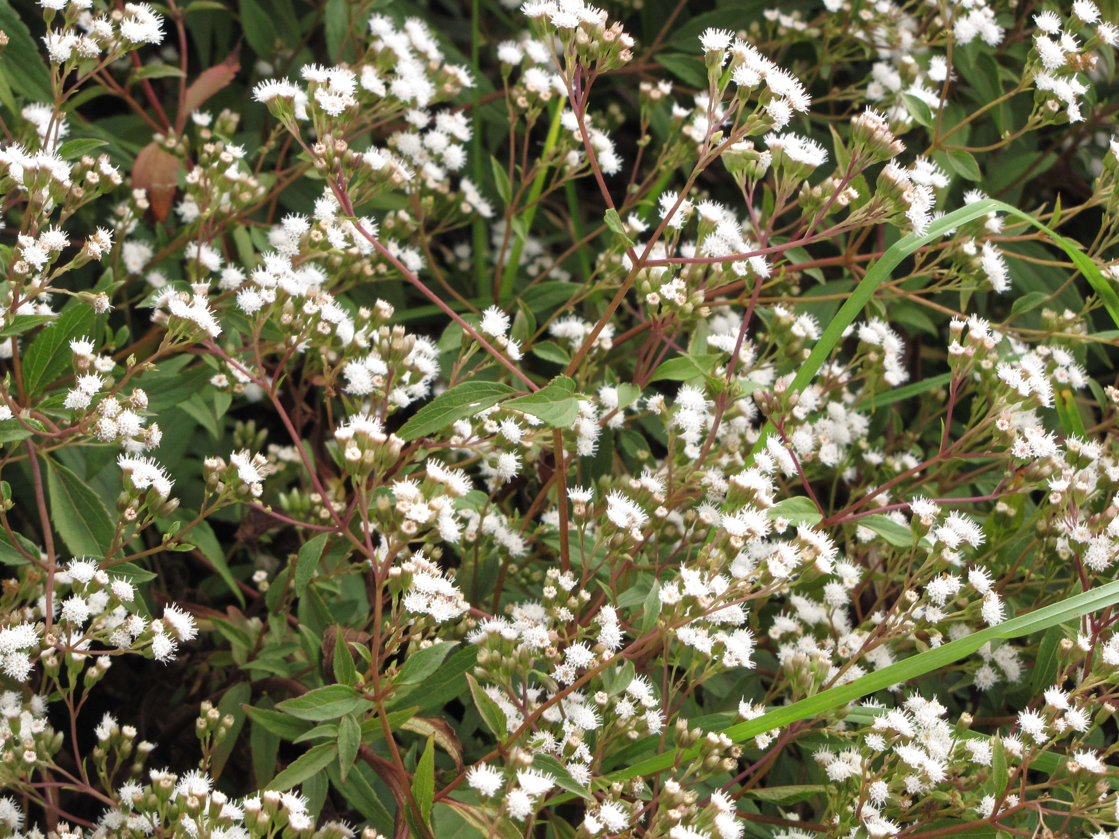 صورة Ageratina riparia (Regel) R. King & H. Rob.