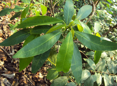 Croton persimilis Müll. Arg.的圖片