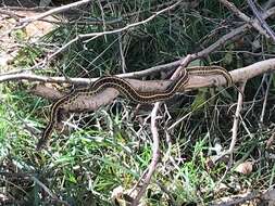 Image of Common Garter Snake