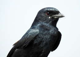 Image of Black Drongo