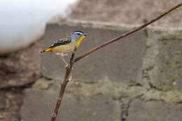 Image of Spotted Pardalote