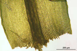 Image of dichodontium moss