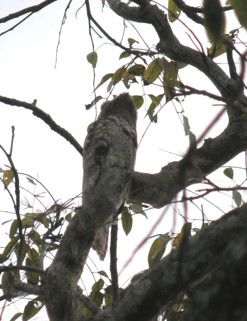 Image of Great Potoo