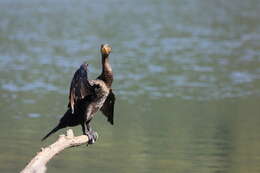 Image of Black Shag