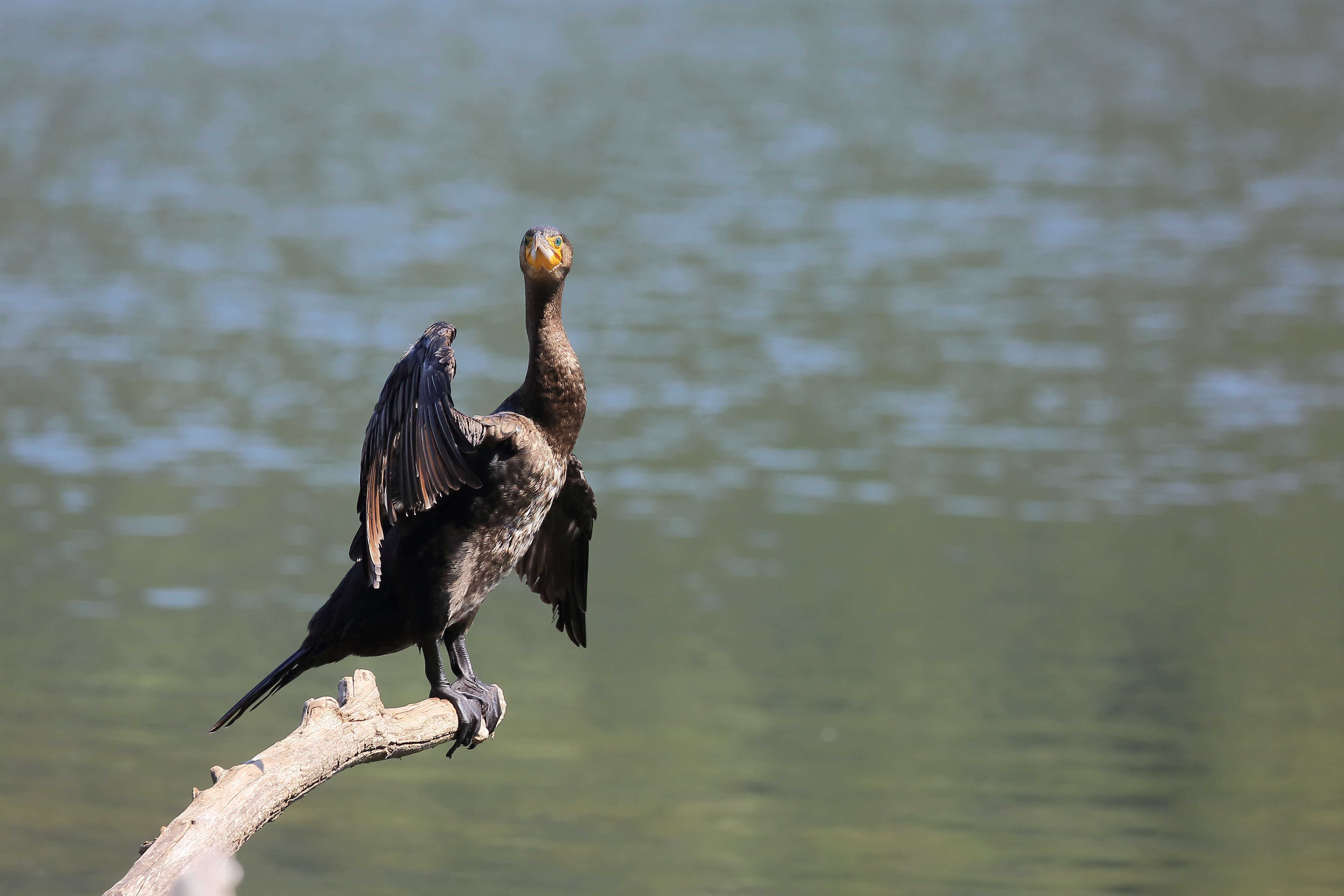 Image of Black Shag