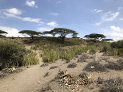 Imagem de Vachellia tortilis (Forssk.) Galasso & Banfi