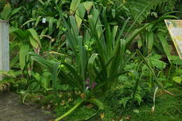 Image of Crinum mauritianum G. Lodd.