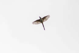 Image of Scissor-tailed Flycatcher