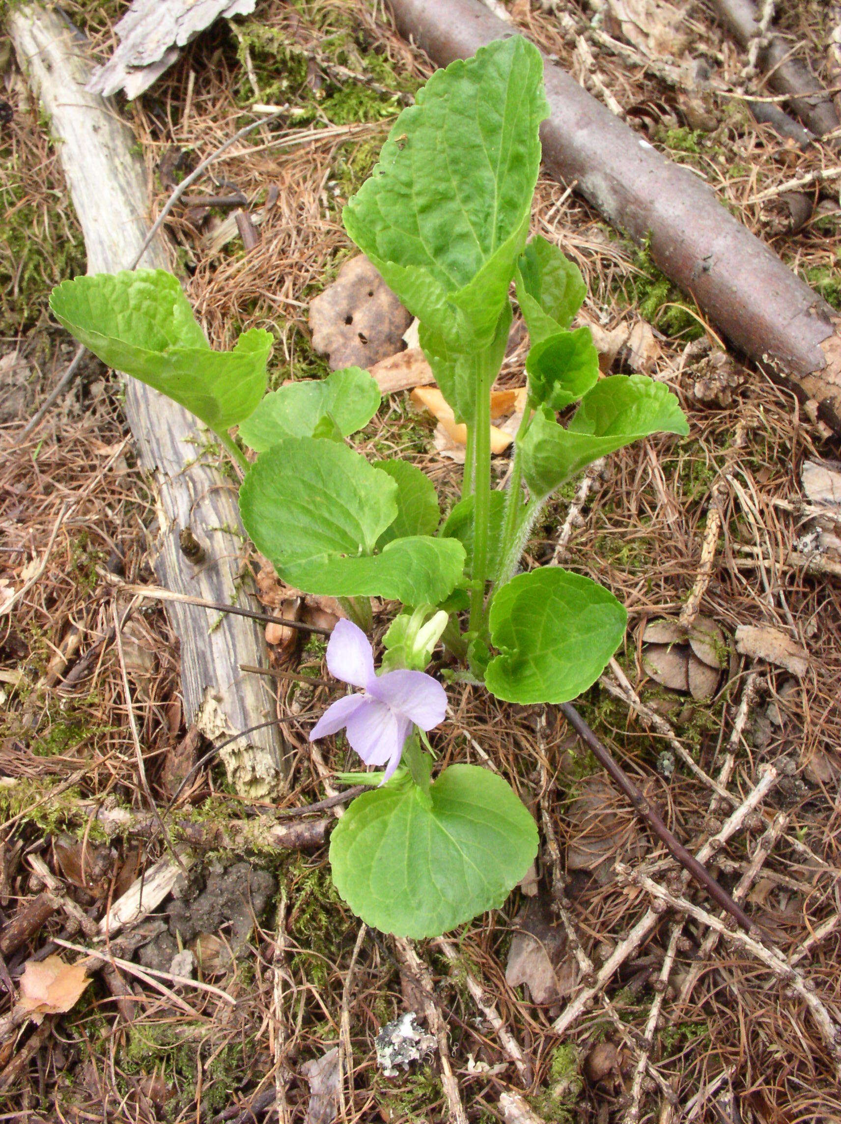 Image of wonder violet