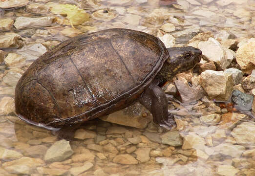 Image of Common Mud Turtle