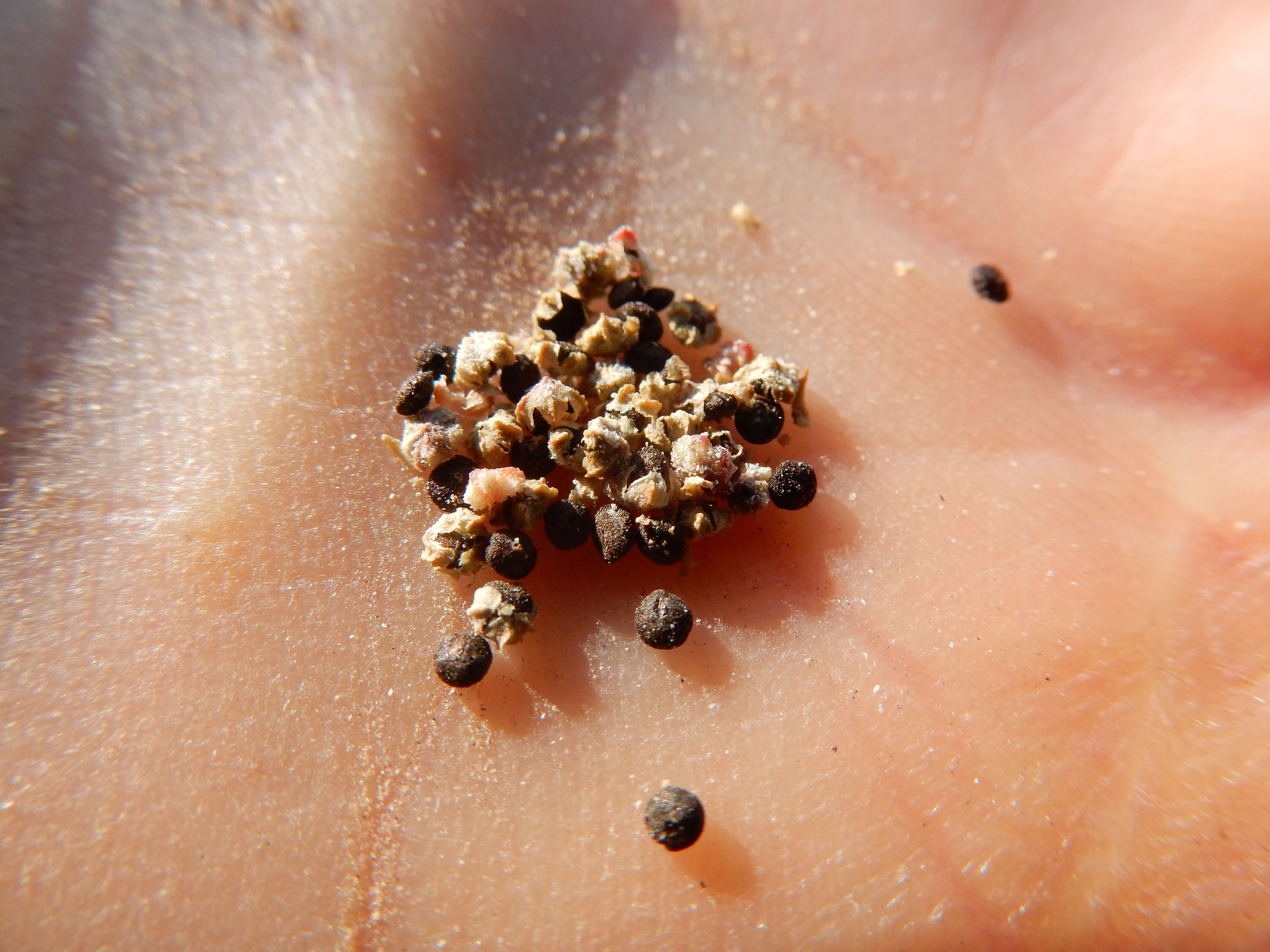 Image of pitseed goosefoot