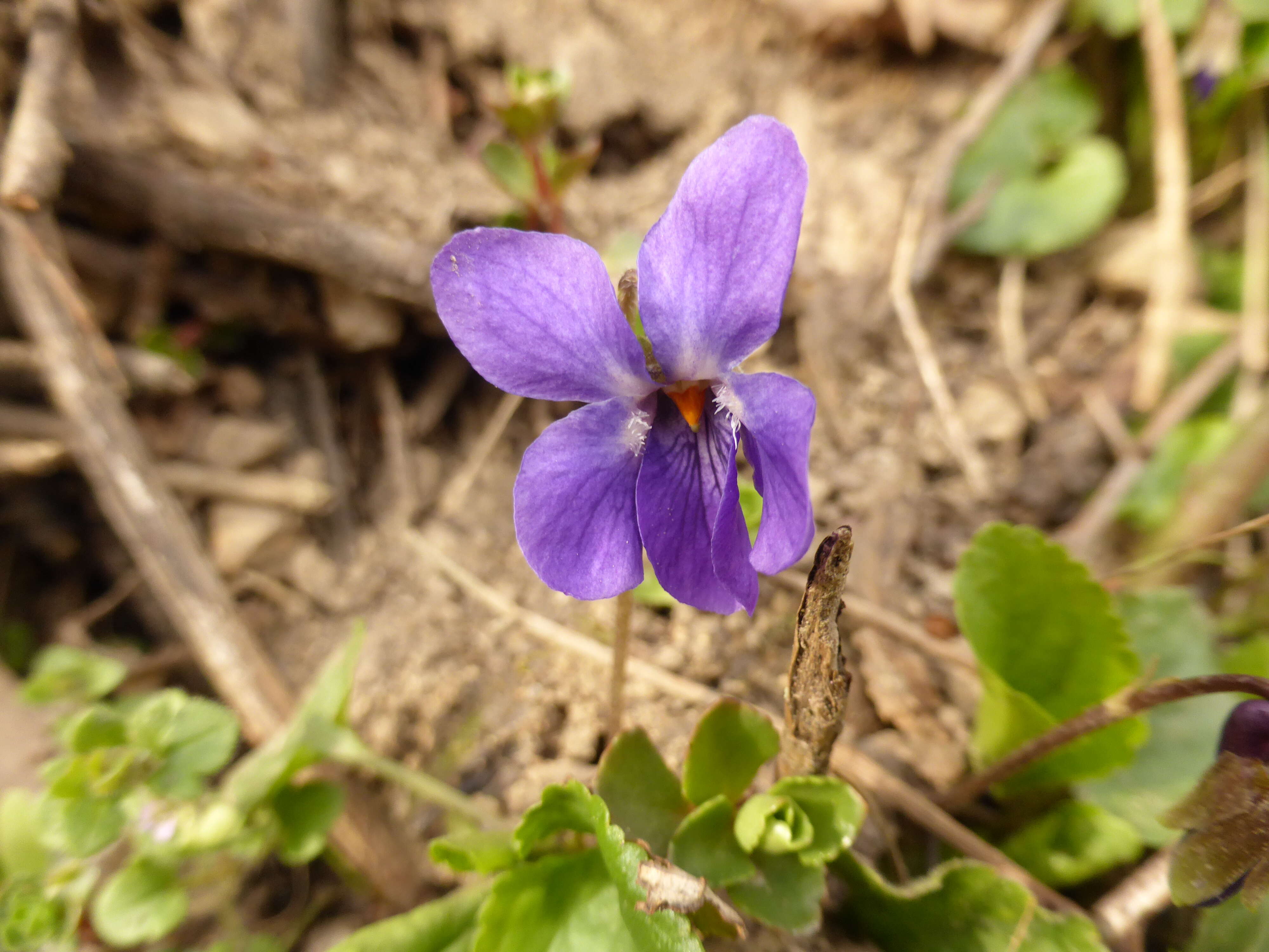 Image of dog violet