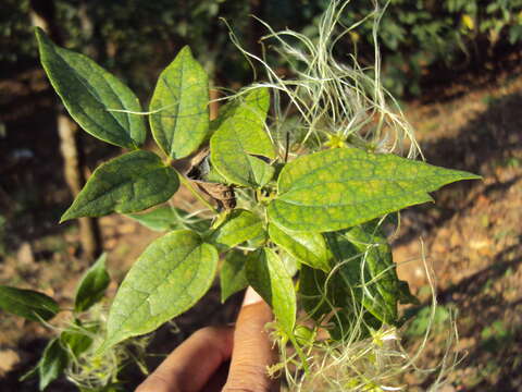 Image of Clematis javana DC.