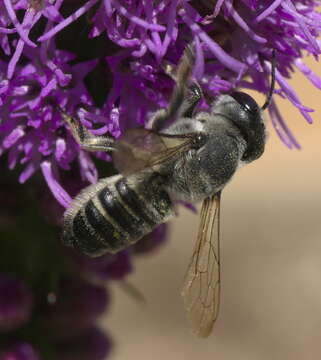 Image de Megachile policaris Say 1831