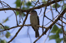 Pachyramphus aglaiae (Lafresnaye 1839) resmi