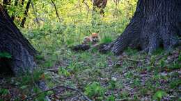 Image of Vulpes vulpes schrencki Kishida 1924