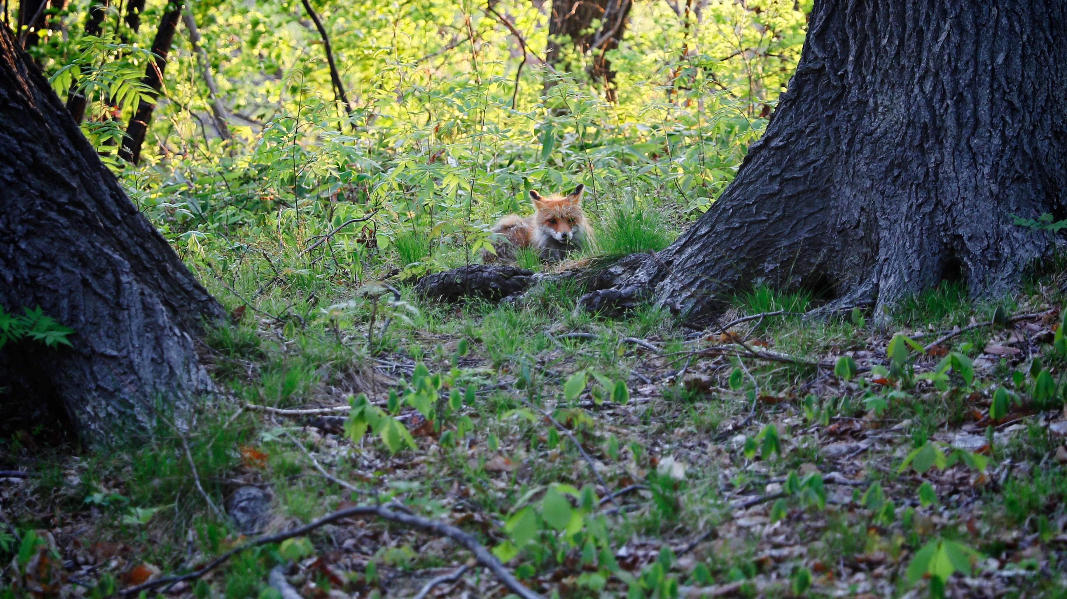 Vulpes vulpes schrencki Kishida 1924 resmi