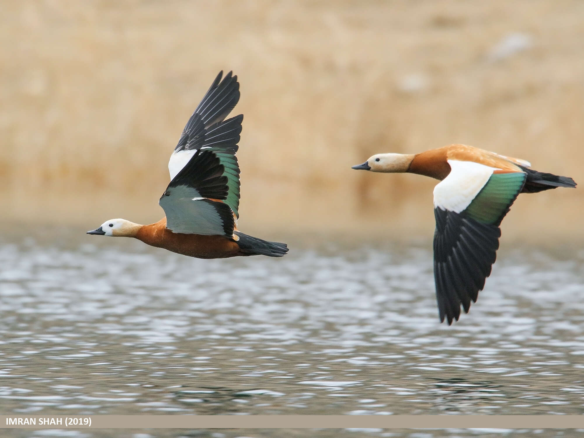 Image of Ruddy Shelduck