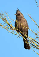 Image of Phainopepla Baird & SF 1858