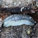 Image of heath slug