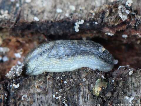 Image of heath slug