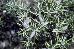 Image of Hakea collina C. T. White