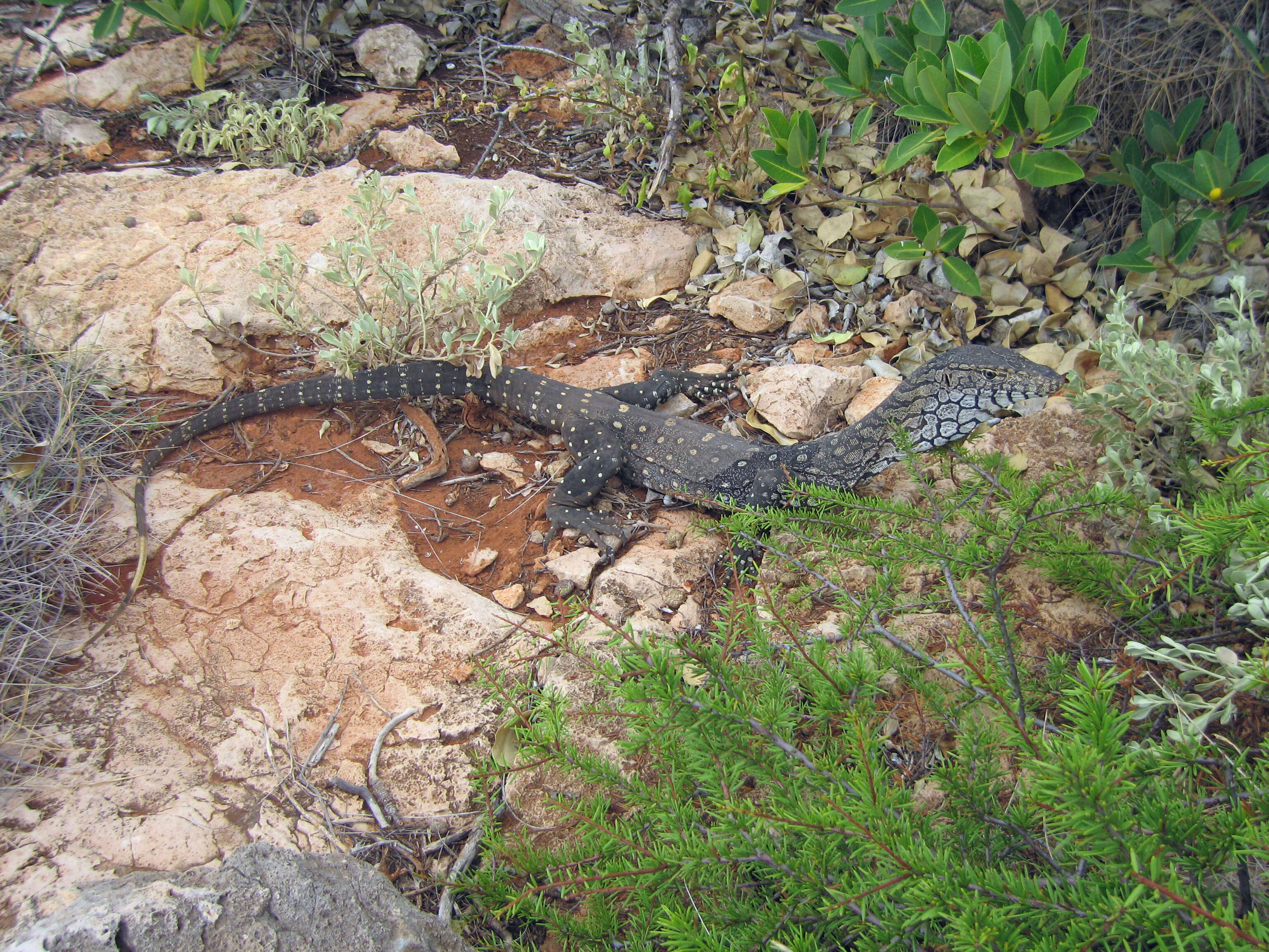 Image of Perentie