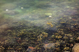 Image de fucus vésiculeux