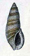 Image of Daphnella reeveana (Deshayes 1863)