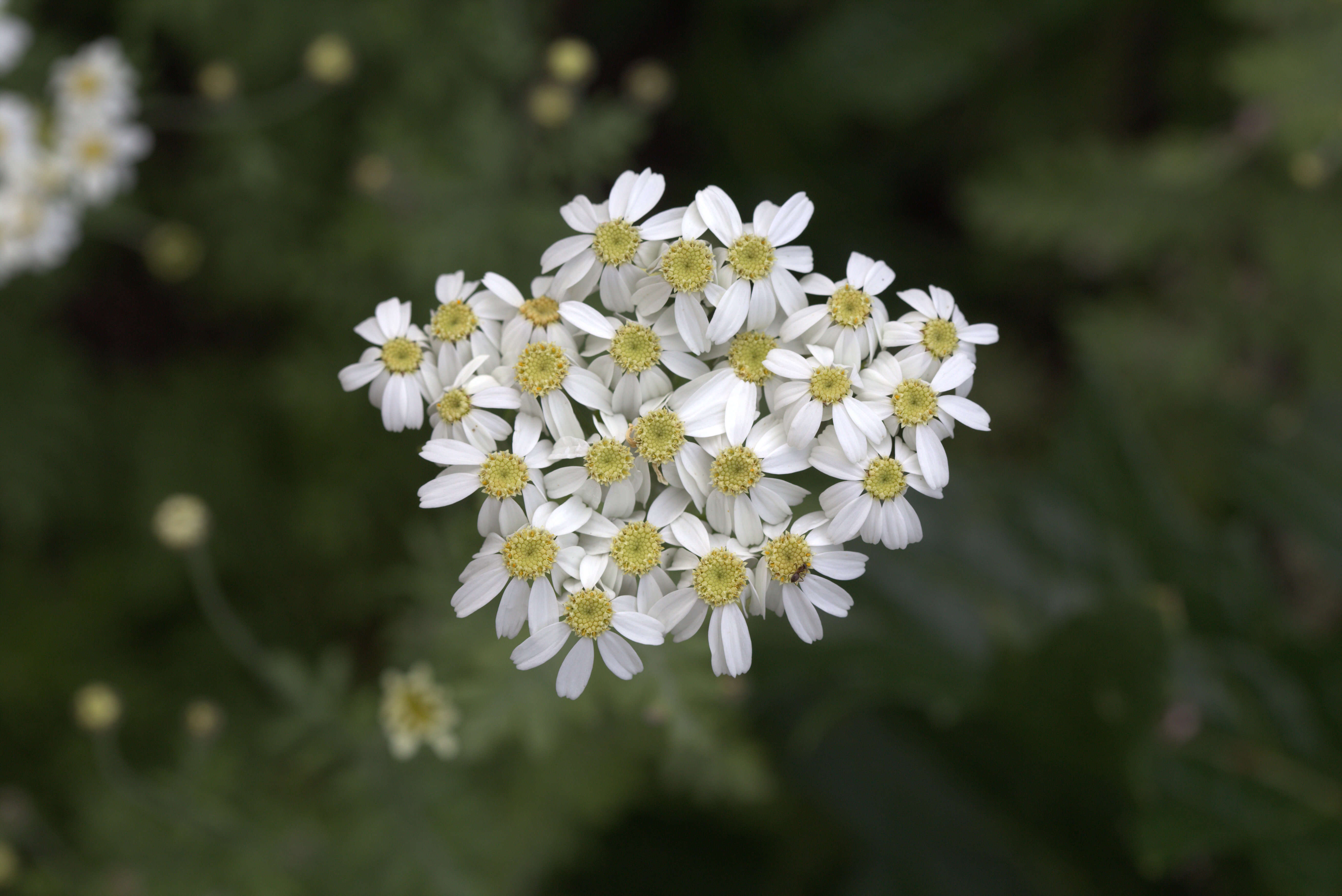 Image of corymbflower tansy