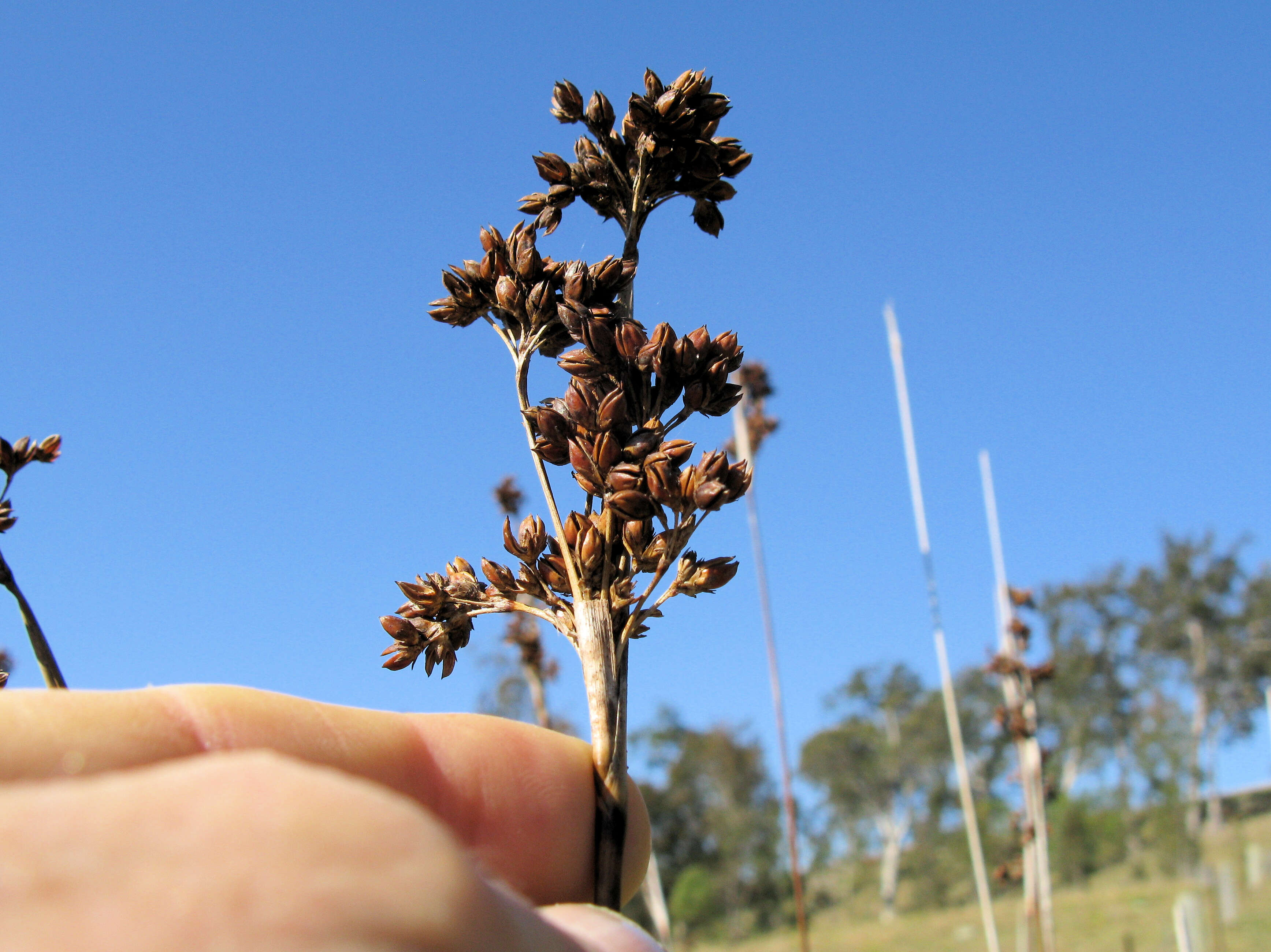 Image of spiny rush