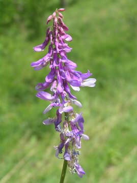 Imagem de Vicia tenuifolia Roth