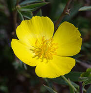 Image of tree poppy