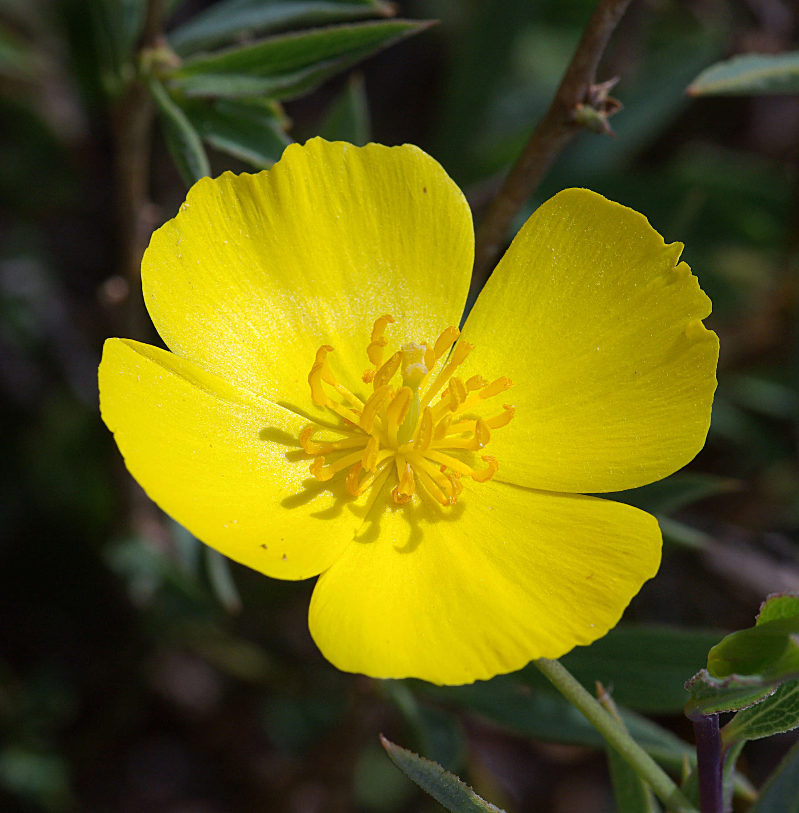 Image of tree poppy