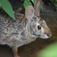 Image of Swamp Rabbit