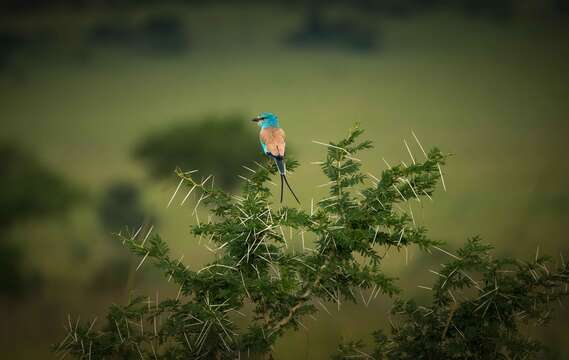 Image of Abyssinian Roller