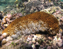 Image of Surf Redfish