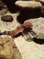 Image of Lichtenfelder's Gecko