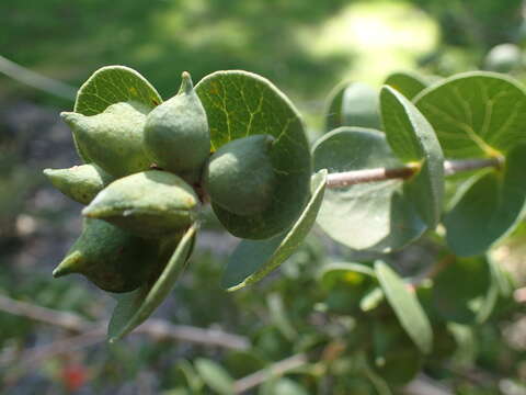 Image of Roundleaf honeysuckle