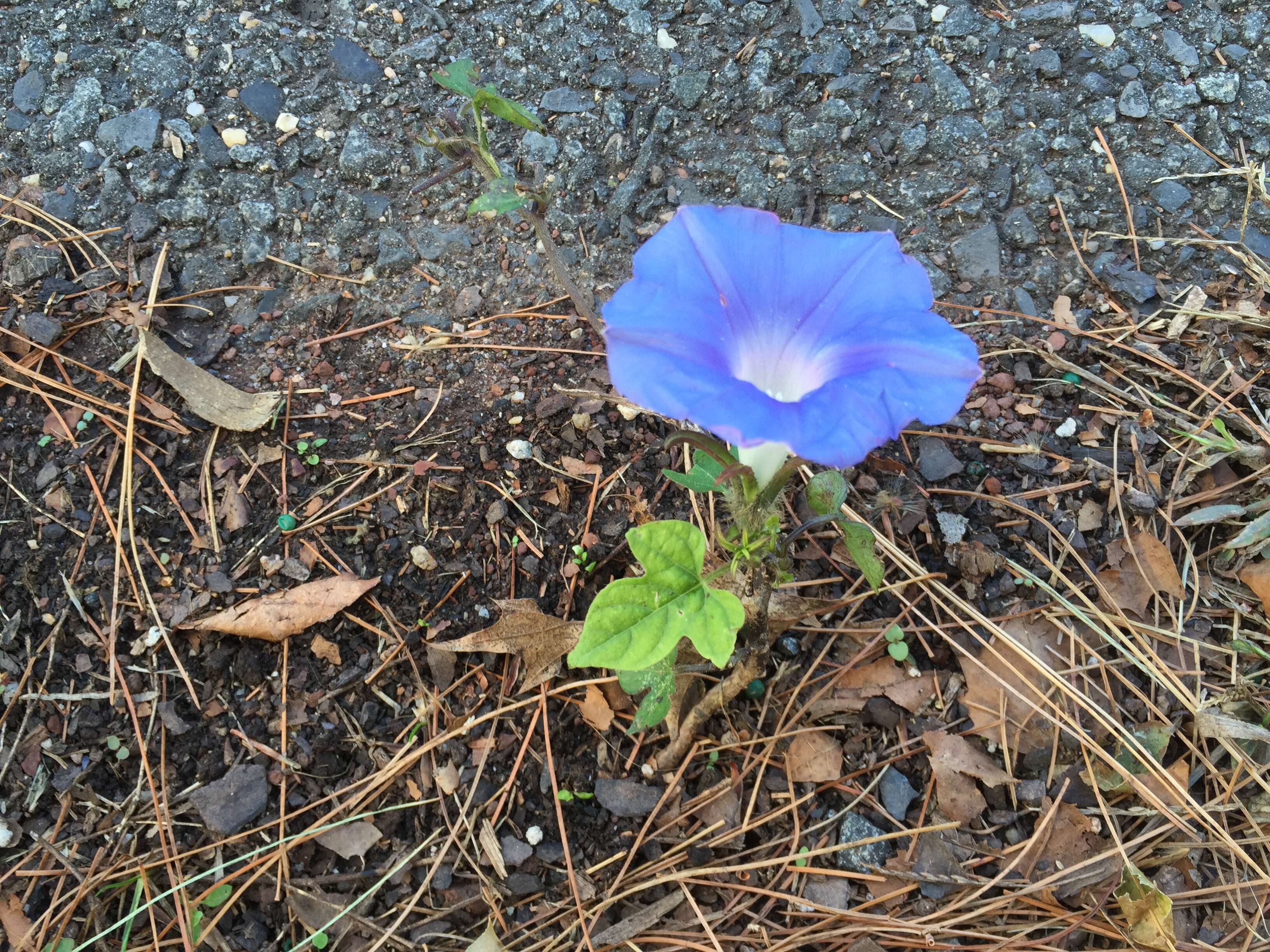 Image of Ivyleaf morning-glory