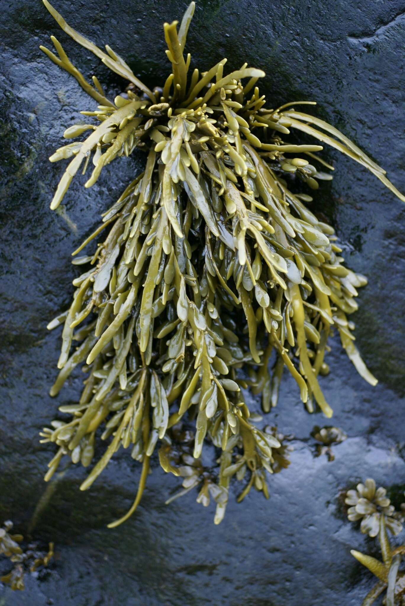 Image of Ascophyllum