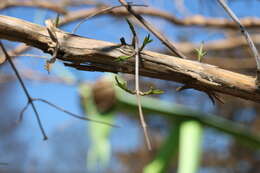 Image of Heptacodium