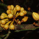 Sivun Anaxagorea phaeocarpa Mart. kuva