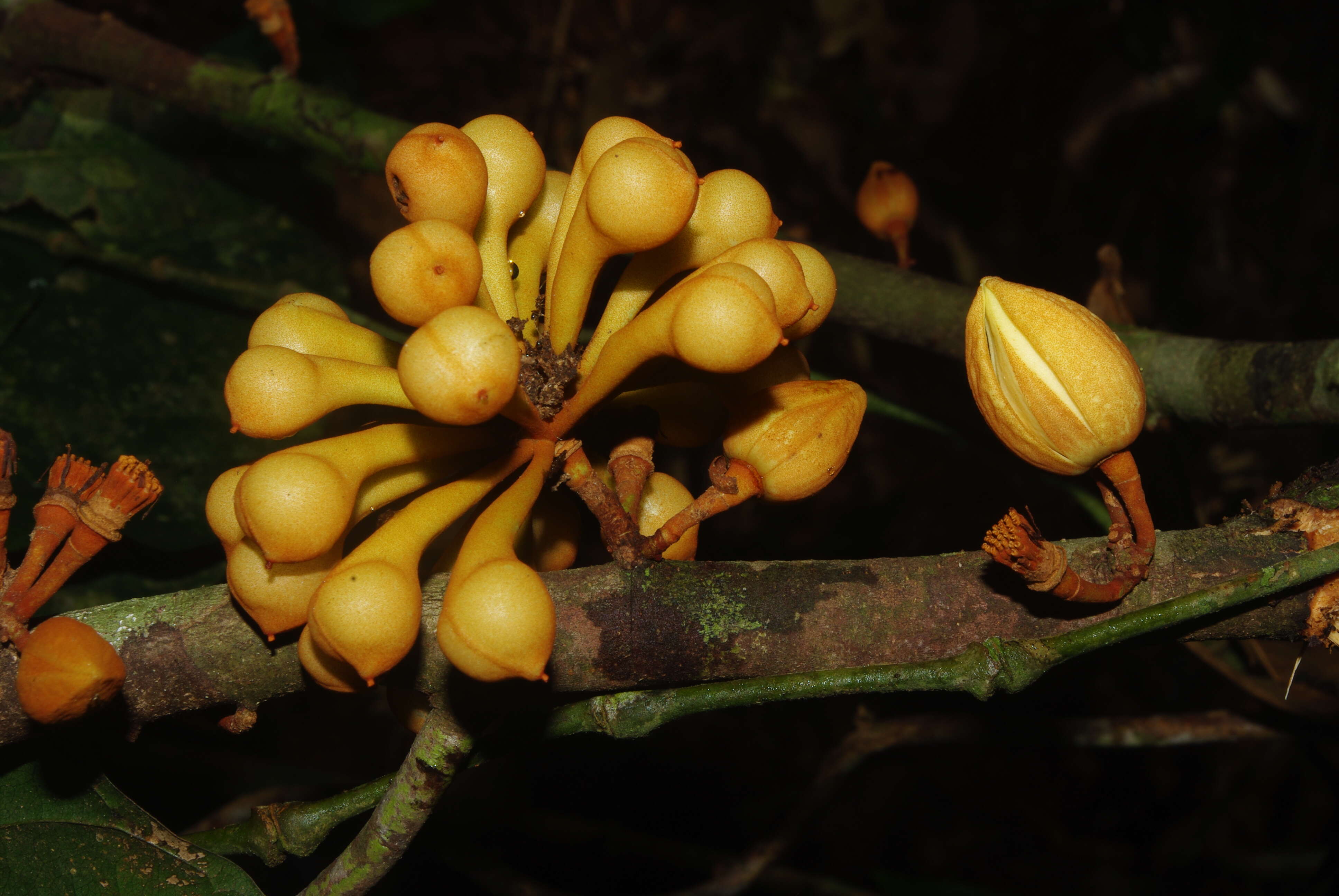 Image of Anaxagorea phaeocarpa Mart.