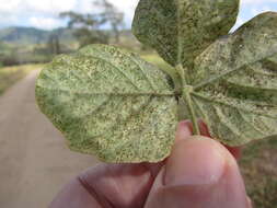 Macroptilium atropurpureum (DC.) Urb. resmi