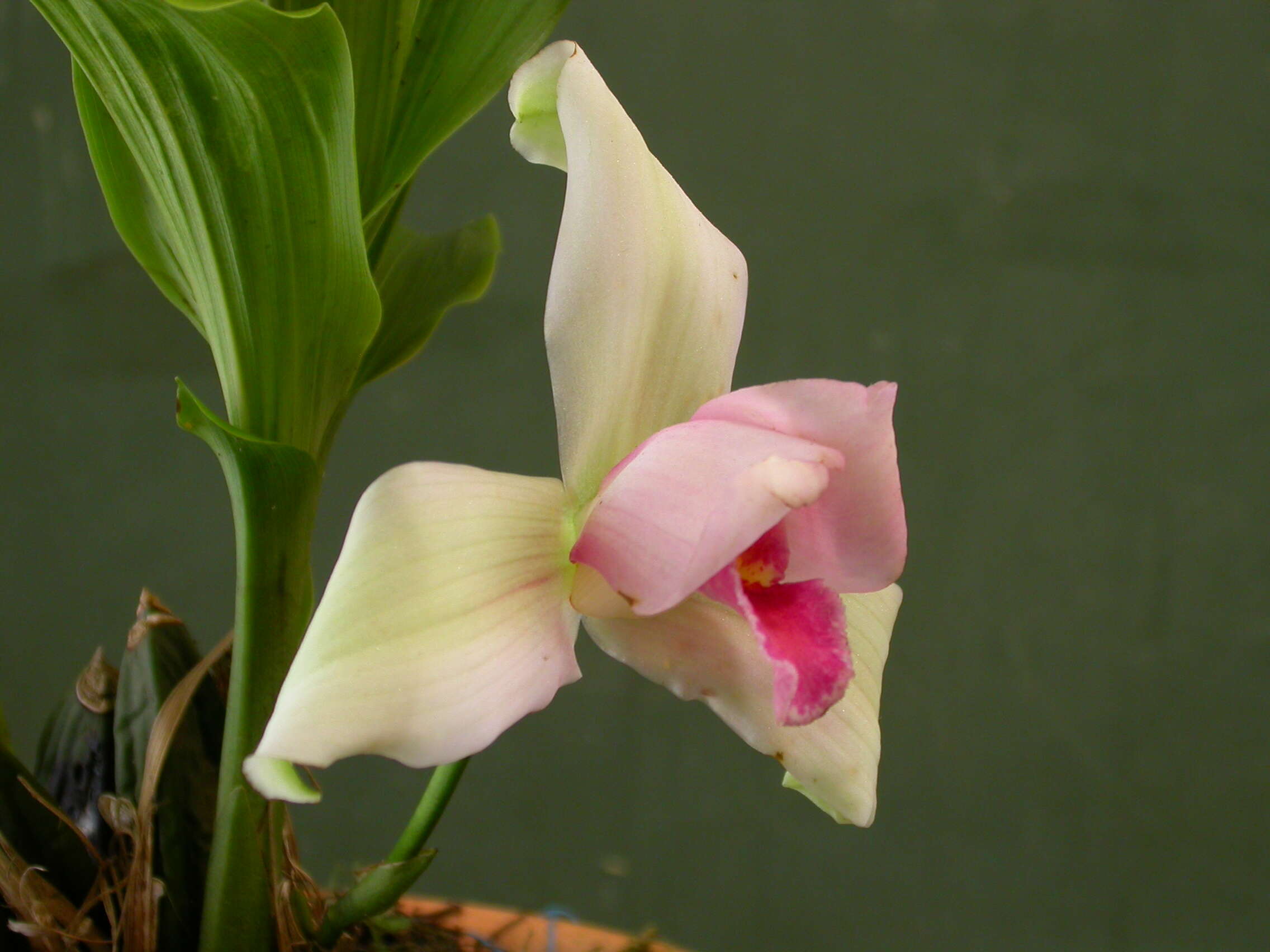 Imagem de Lycaste virginalis (Scheidw.) Linden