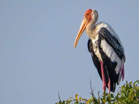 Image of Painted Stork