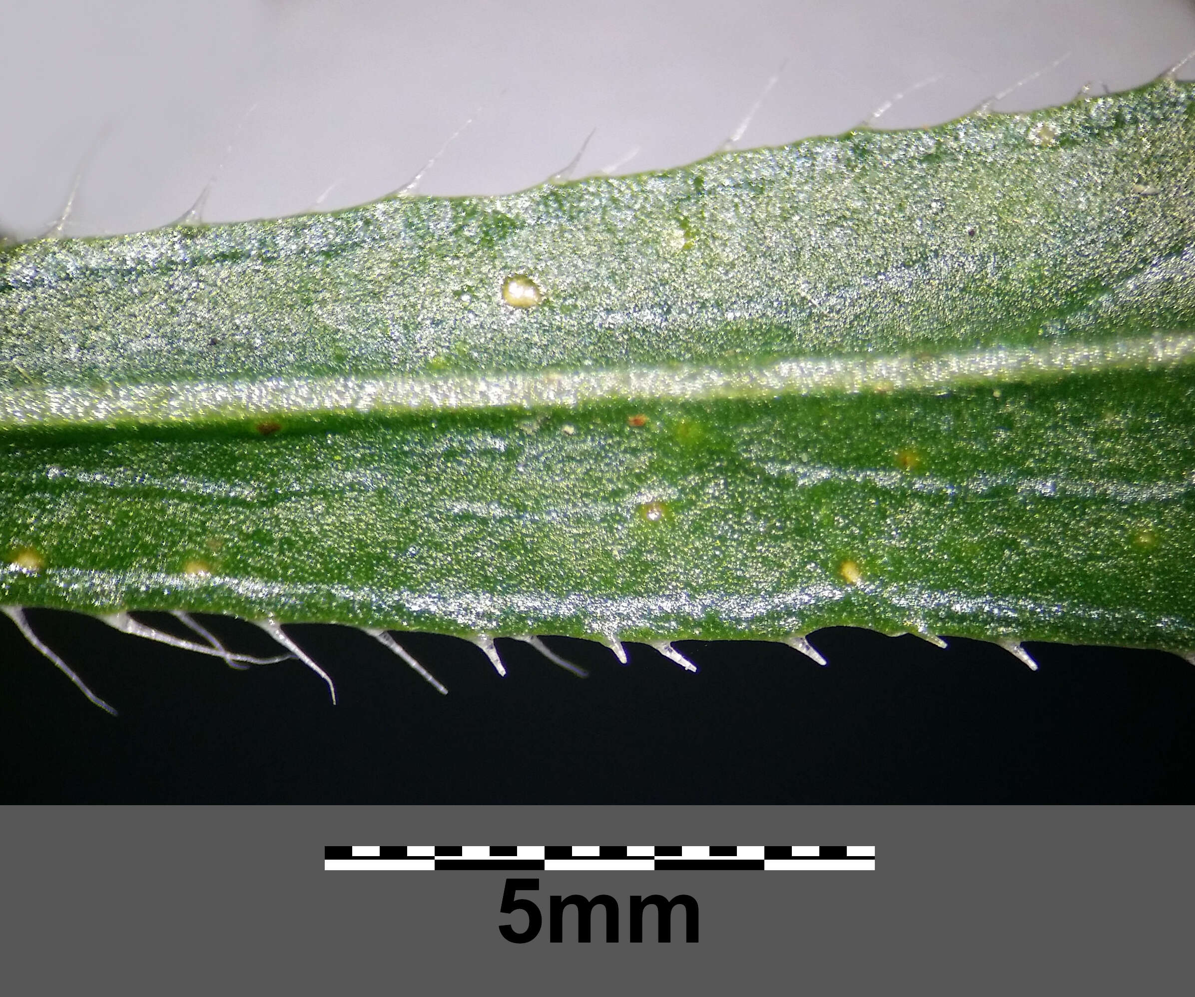 Image of Canadian Horseweed