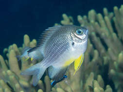 Image of White-belly damsel