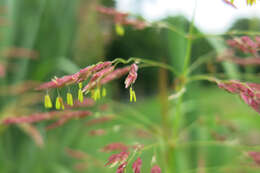 Image of Johnson grass